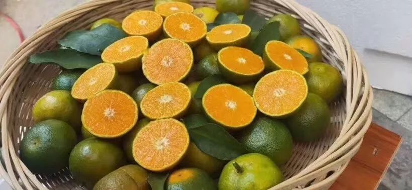 看着酸入口纯甜的青皮蜜橘陪你甜甜蜜蜜过大年