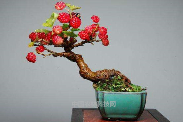 原创好吃又好看的盆景,简单几步学会盆栽桑树的种植技术