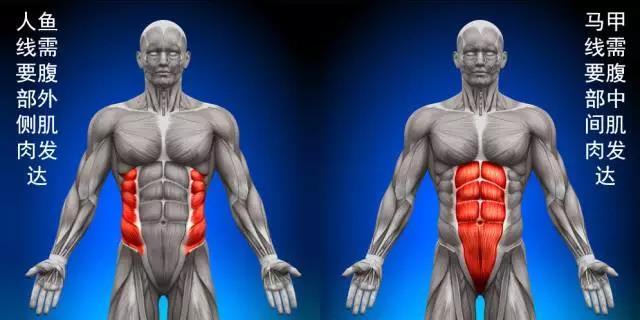 腹直肌中间的线也很明显,三条线排列成"川"字状,所以也被称为"川字线"