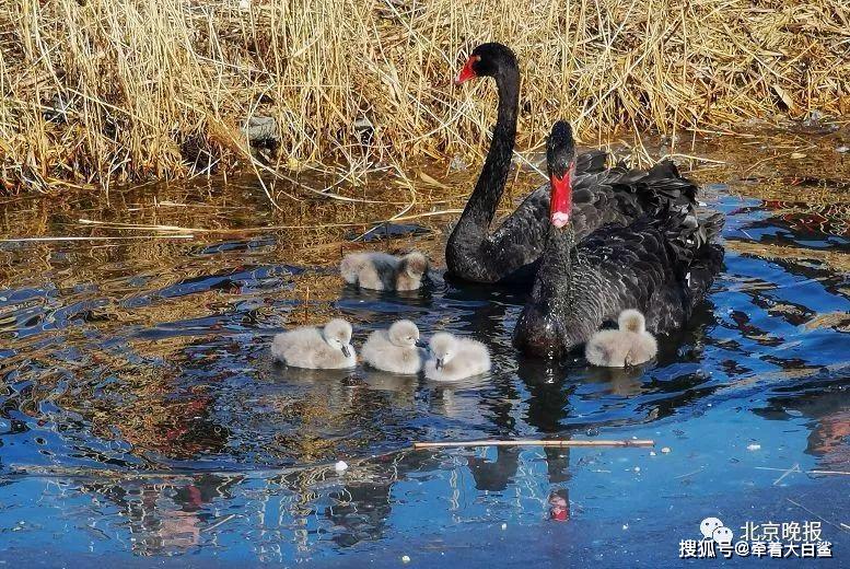 "上新"了!圆明园喜添6只黑天鹅小宝宝