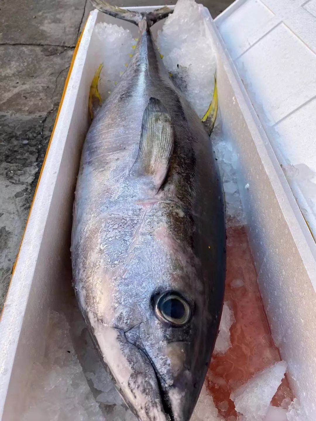 抖音网红歌手空降石龙金枪鱼解鱼盛宴今晚平安夜等你