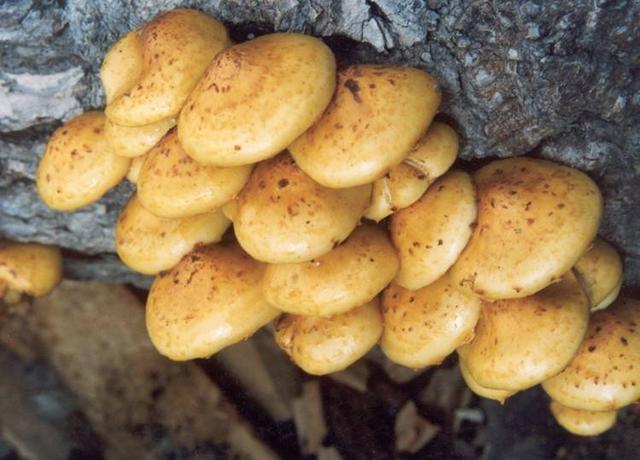 黄伞黄杆的蘑菇图片