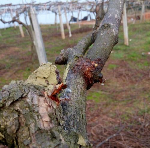 猕猴桃溃疡病春季预防要点