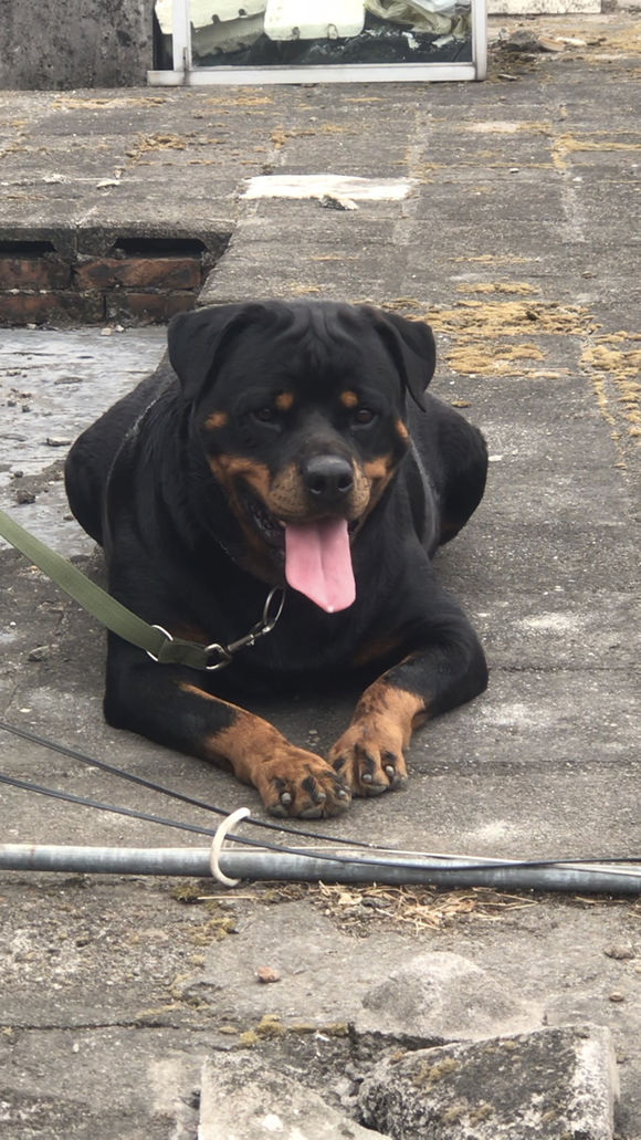 罗威纳喜欢独处,它不希望主人陪着:要是能出去玩更好