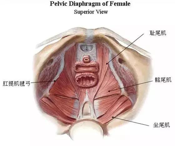 早在1948年,凯格尔医师第一次描述了盆底肌肉,也被称为"凯格尔肌肉"