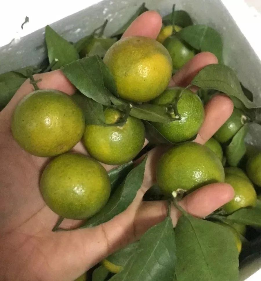 看着酸入口纯甜的青皮蜜橘陪你甜甜蜜蜜过大年