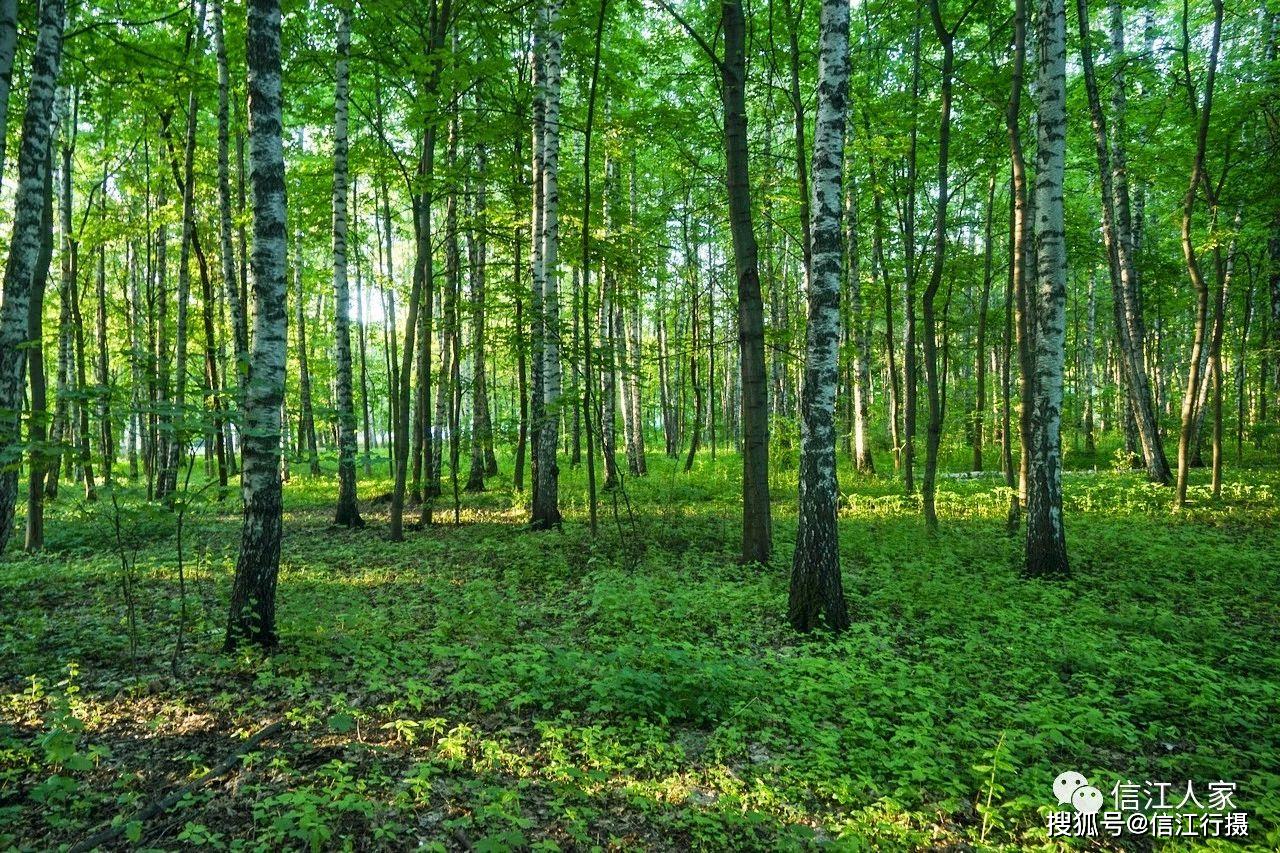 清晨漫步在莫斯科森林俄罗斯之旅38