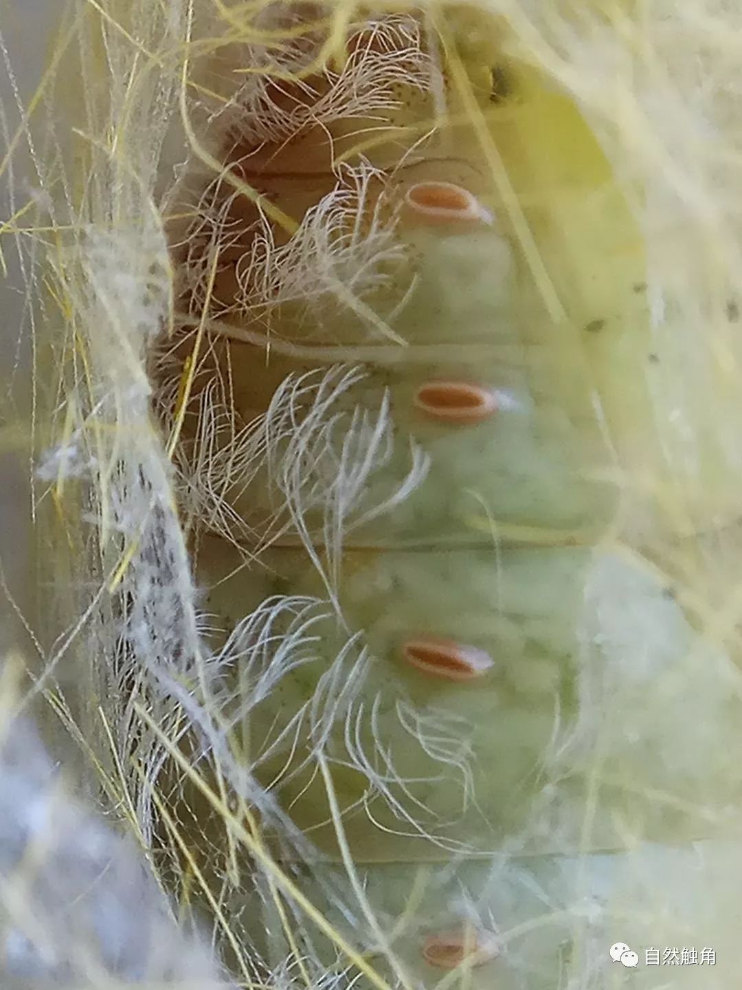 金毛狮王养成记 | 反派的真相_幼虫