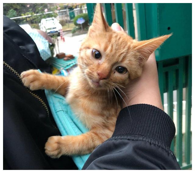 花猫犯错后,小心翼翼靠近主人,可爱模样让人怜惜不已