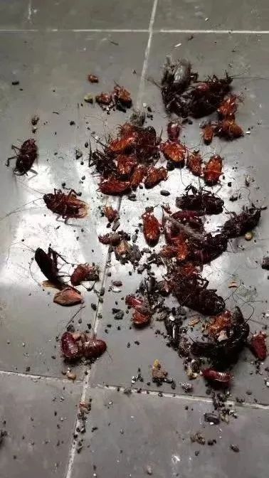 职业二房东毁房群租恐吓房东还放蟑螂赶房客租房子要小心这种无赖