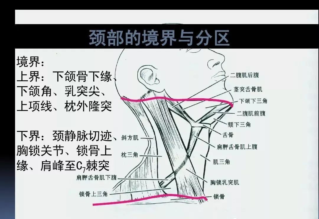 颈部图解大全 位置图片