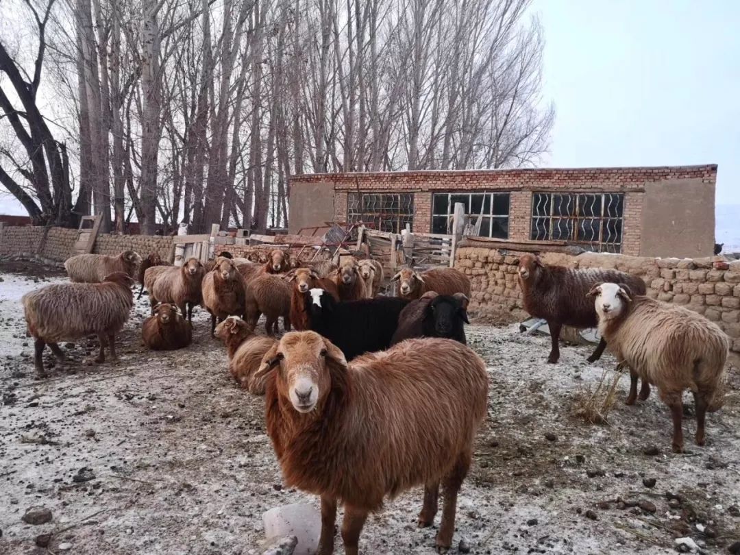 都说甘肃和宁夏的羊肉最好吃 但新疆阿勒泰大尾羊也和它们齐名 羊肉无