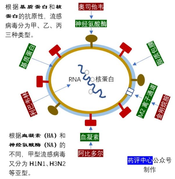 圖片來源:藥評中心2,臨床療效的區別奧司他韋,扎那米韋,帕拉米韋對