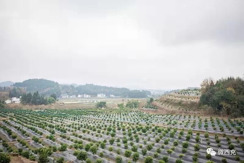 西充县仁和镇首届西凤脐橙品鉴节将于12月28日隆重开幕