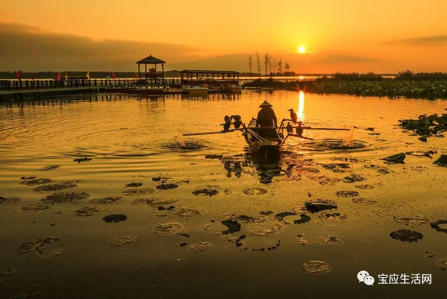 宝应湖湿地,苏中世外桃源