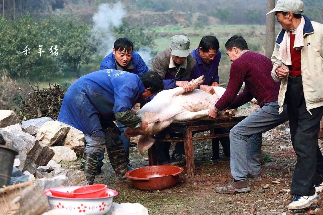 主人家也要邀请远近亲朋来尝刨猪汤把家里喂了一年的大肥猪杀掉选一个