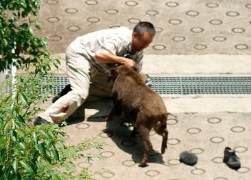 野猪入侵日本城镇上演人猪大战打不过打不过