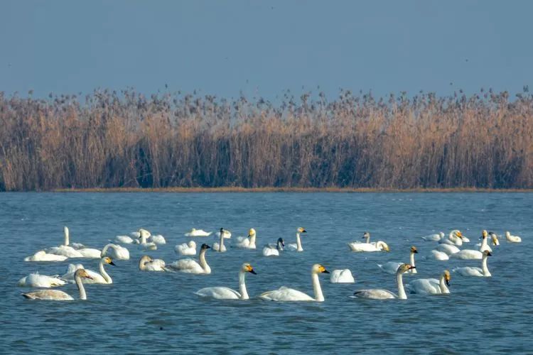 和平气氛安乐吉祥远方大雁来访鹅群列队欢迎文图来源网络宿鸭湖美吗点