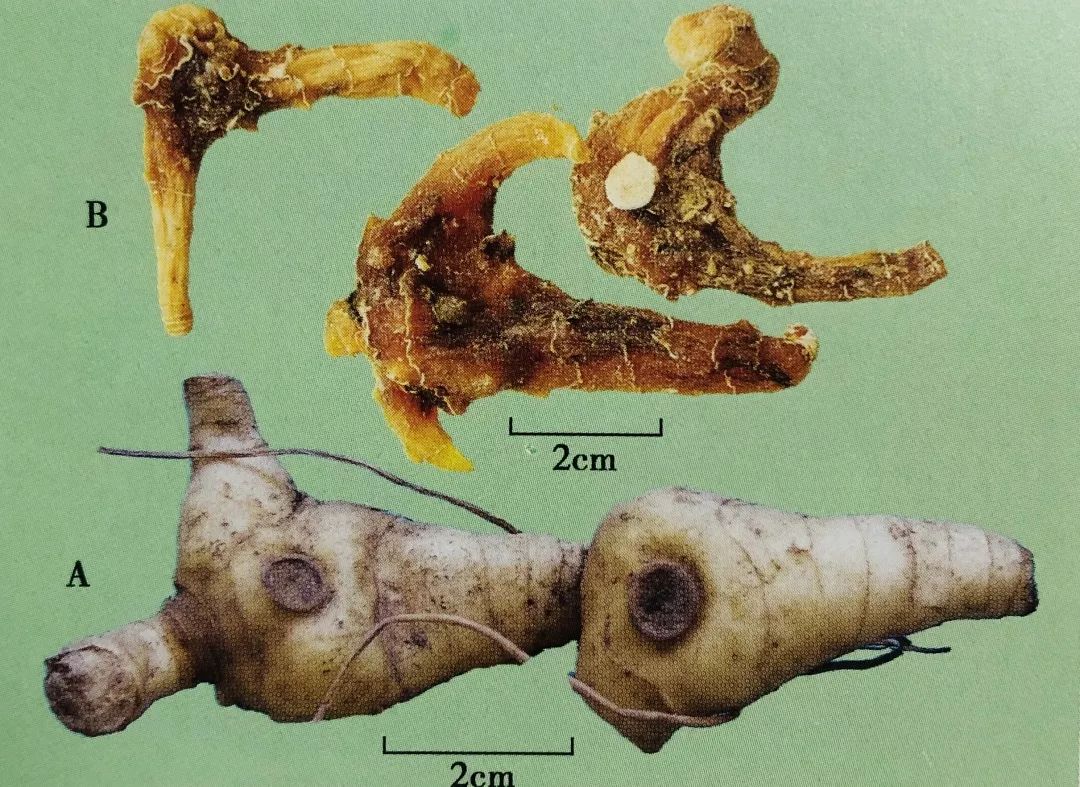 它是中医四大仙药之一健脾润肺益肾3类人尤其要吃