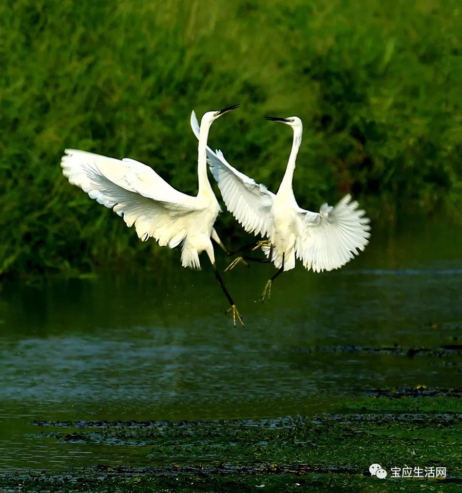 宝应湖湿地,苏中"世外桃源"