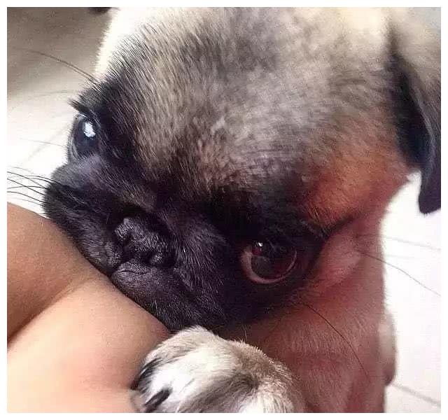 小奶狗都很奶凶,千万不要招惹它!你会中毒的