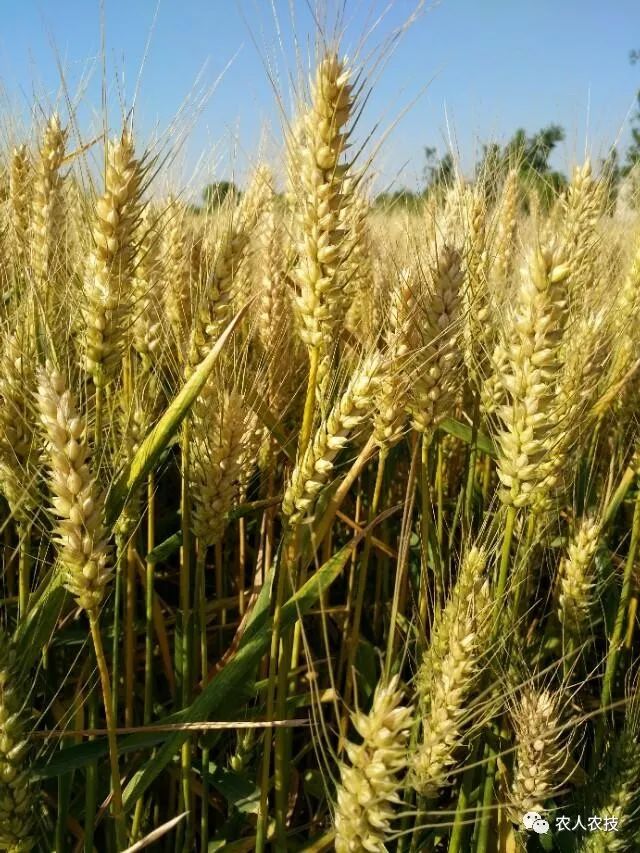 小麦高产春季管理的几个妙招