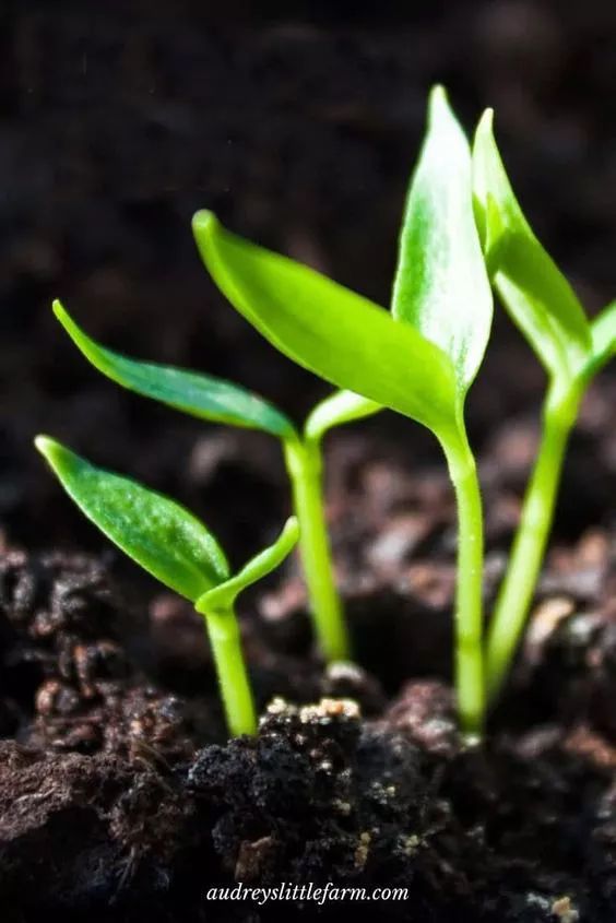 萌芽germination萌芽天地art garden舒枝展叶,生长智慧根茎一个任由