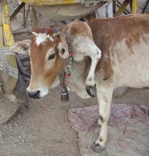 蚂蚁想要摸到白云不浪费一滴水冲啊我的小猫咪快救我上去见过双头蛇吗