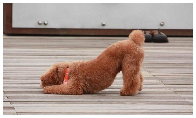 我家泰迪很会玩.