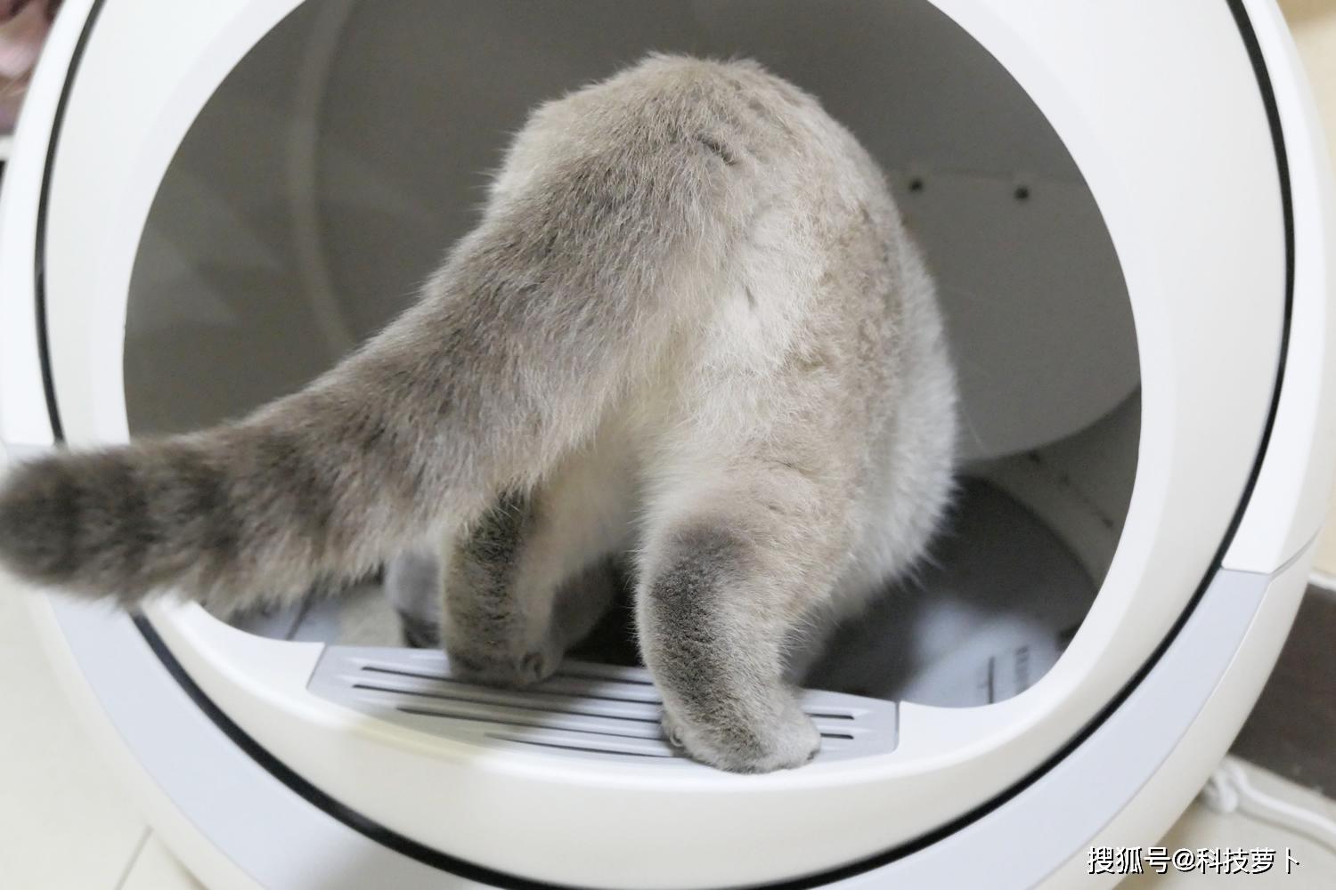 就是这样,一只猫上厕所,其他猫围观~可以看到猫砂盆里面的空间很大