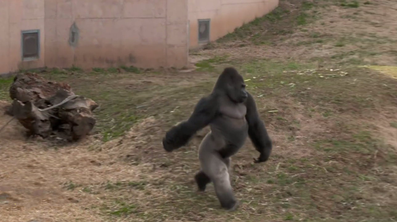 大猩猩走路姿势图片图片