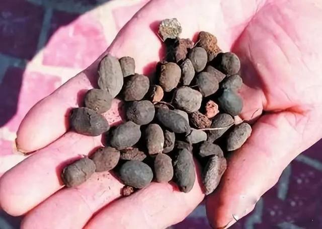 我们的羊,吃的是天然中草药,喝的是天然矿泉水,拉出来的是六味地黄丸