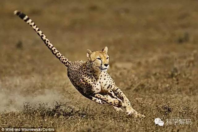 科学家揭开猎豹速度之谜源于11个基因突变