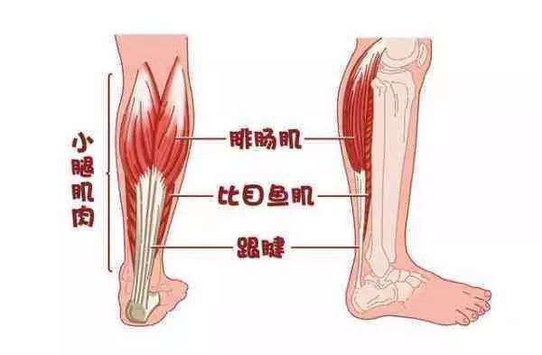 膝过伸快查查你的这些肌肉问题