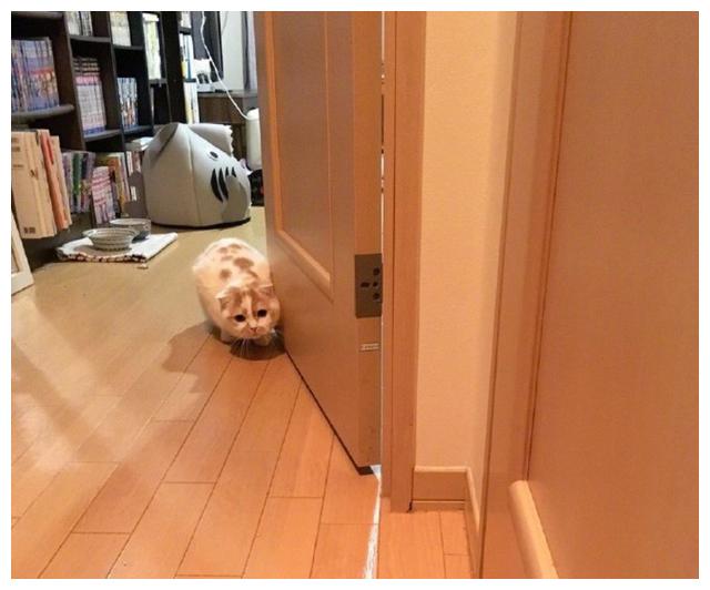 花猫犯错后小心翼翼靠近主人可爱模样让人怜惜不已