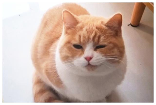 橘猫天天对自己迷之微笑,主人有些害怕,兽医一句话令他怀疑人生