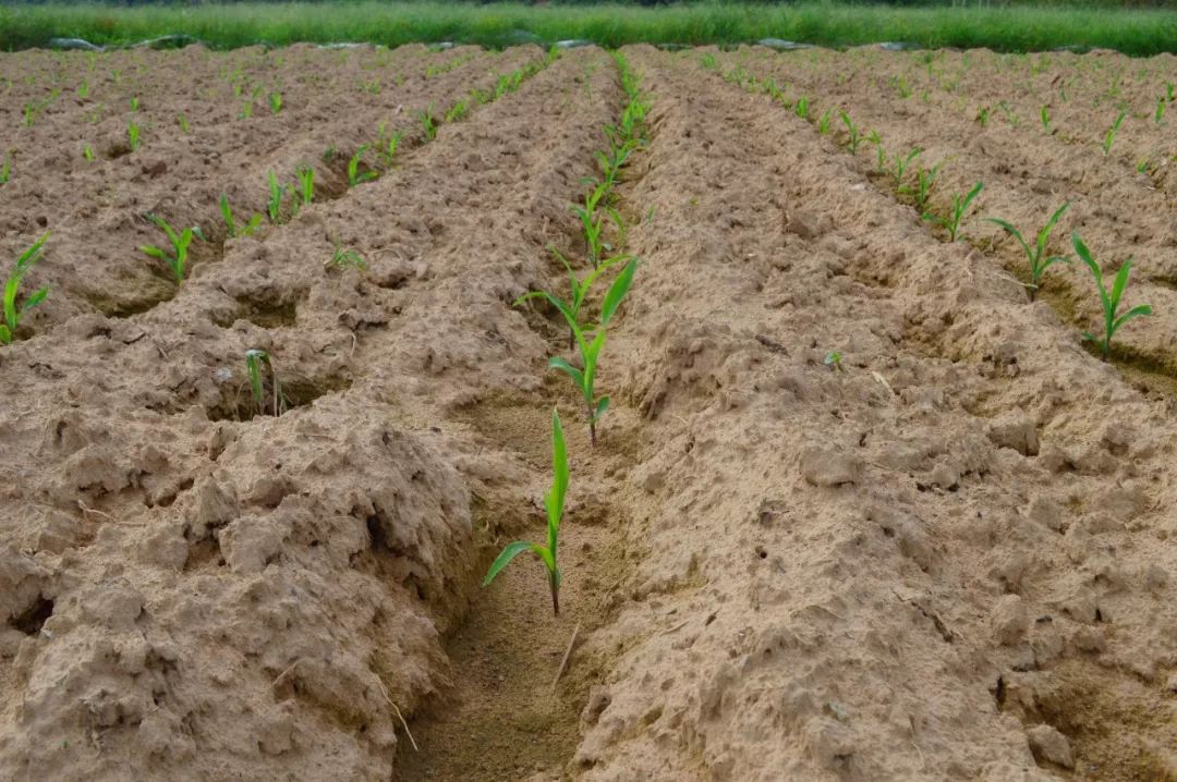 玉米购种季来临这15个窍门助你轻松选好种