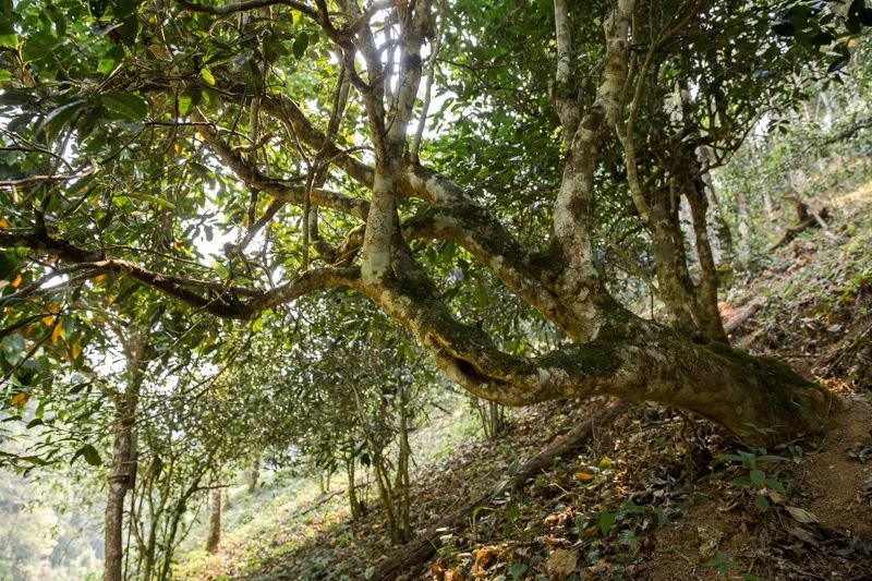隐匿于南糯山深处的这颗"明珠"——普洱新贵拔玛,与它的价值新生