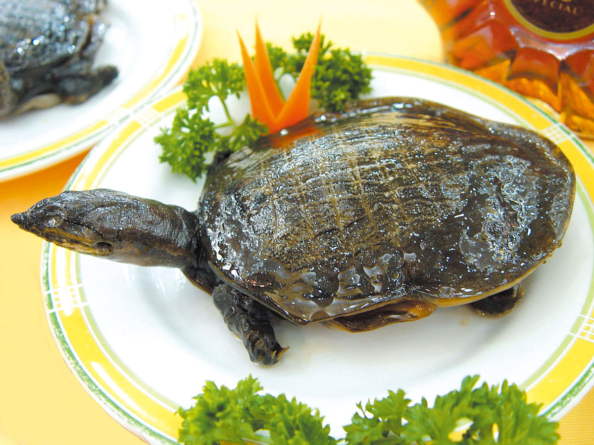 巨大的甲鱼(小甲鱼会被淹死吗) - 医药经