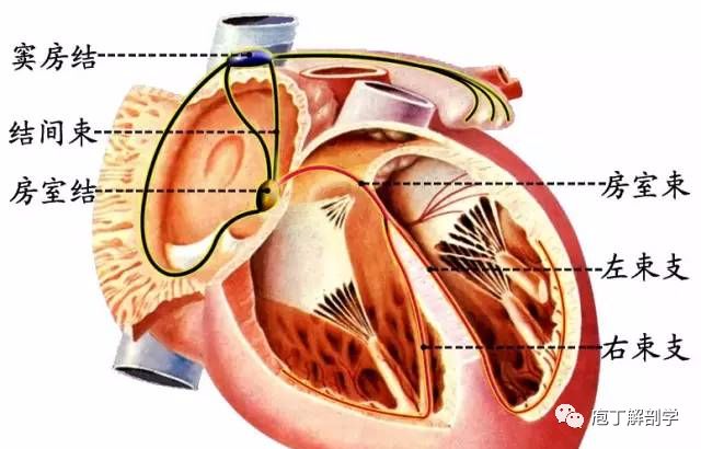 右心耳解剖图图片