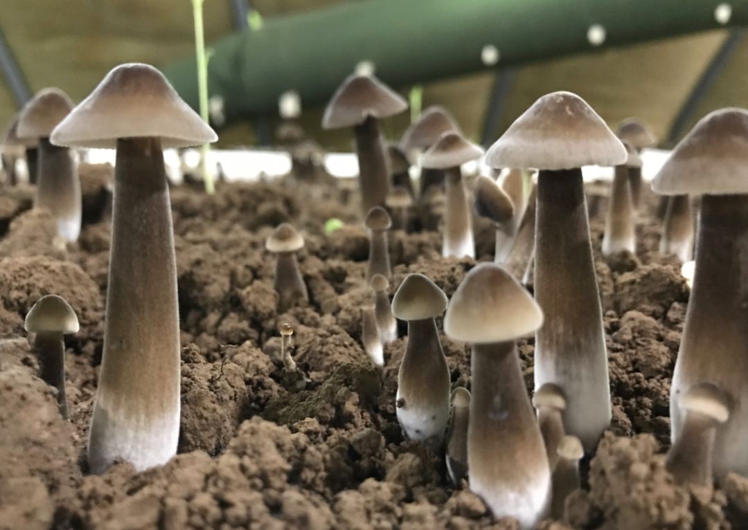 有钱也难买 黑皮鸡枞菌很不一般