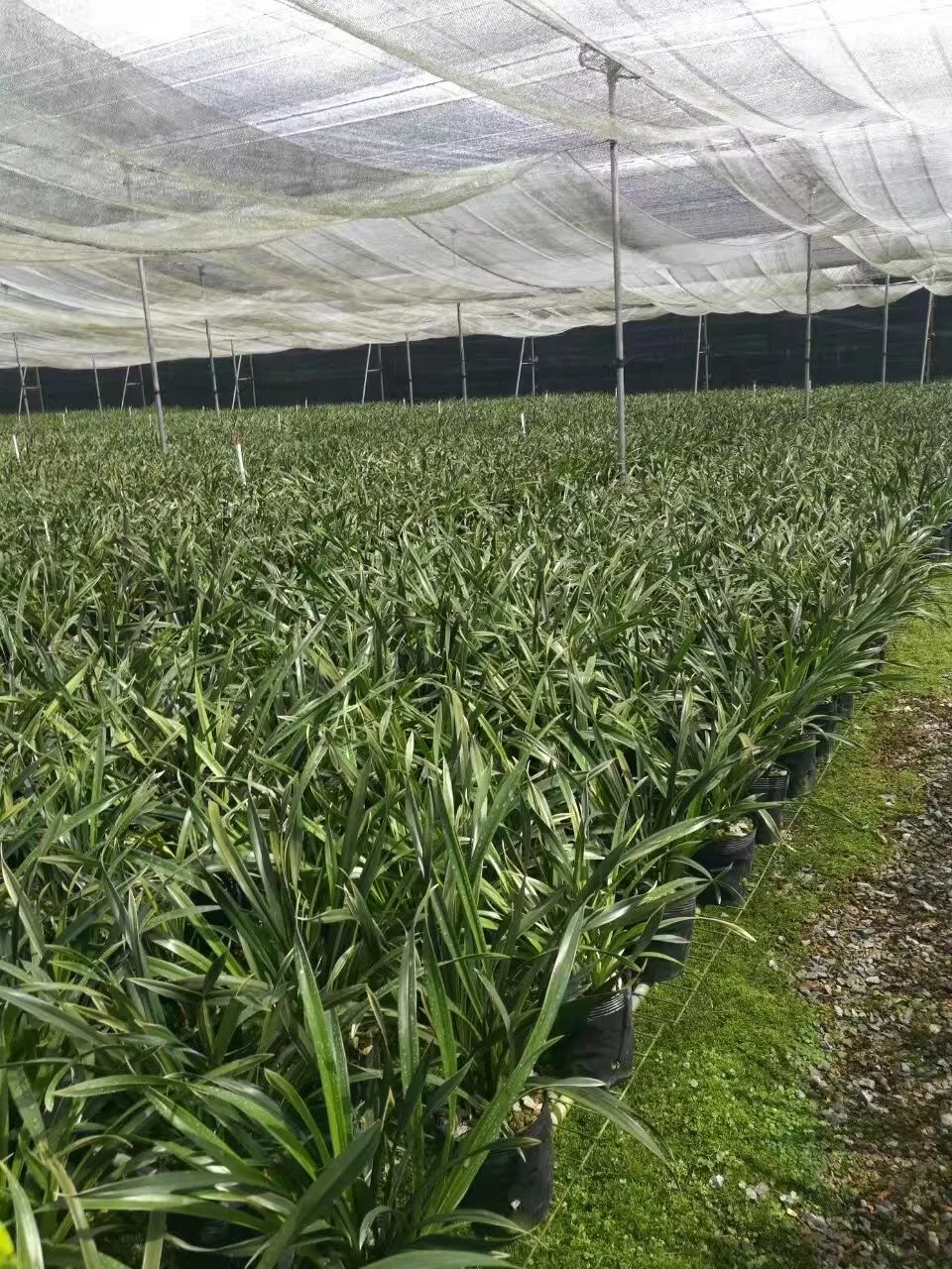 晋雅兰花文化创意园占地面积近300亩,地处号称"东莞绿肺"的水濂山森林