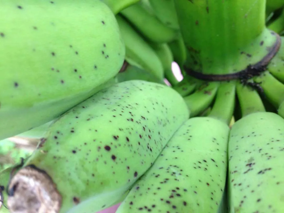 香蕉炭疽病黑星病及叶斑病的病害特征有效的防治措施