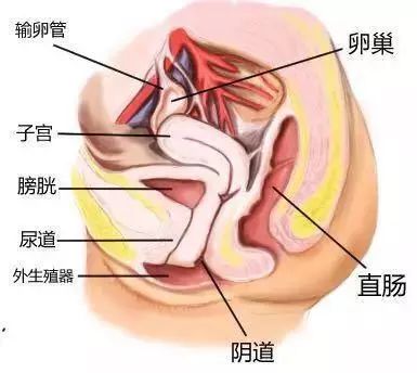 关注前沿腹膜代阴道成形手术圆了患者难言的梦想