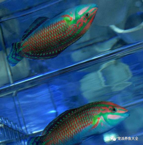 欣赏鱼长得像圣诞树圣诞节观赏圣诞龙