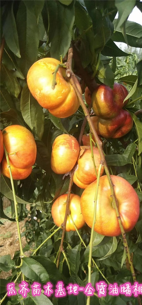 油蟠桃品种介绍油蟠桃图片