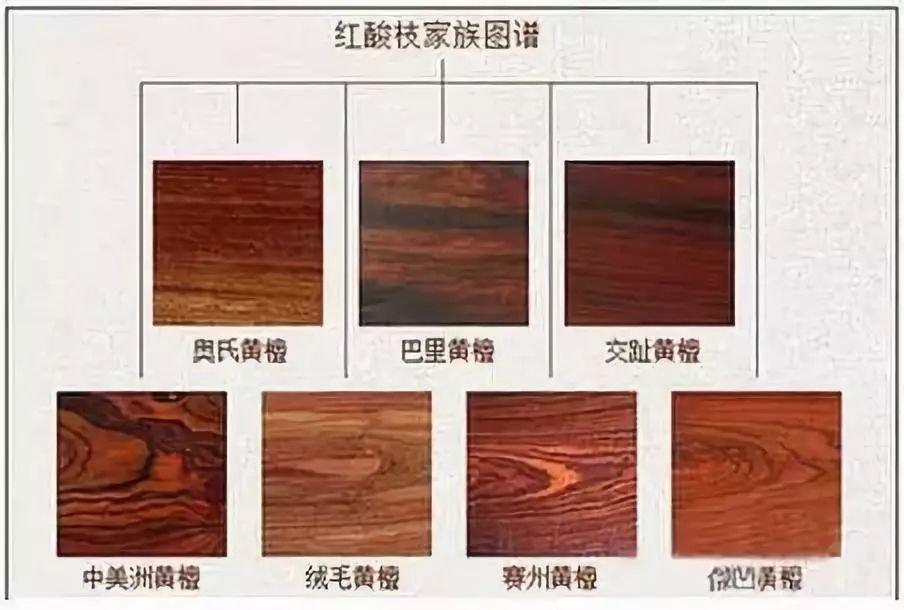 巴里黄檀和奥氏黄檀一字之差谬之千里