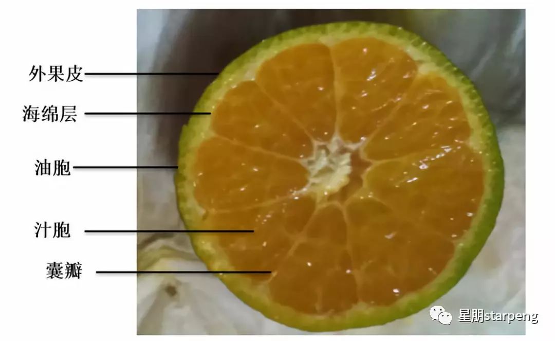 柑橘果皮分泌腔图片图片