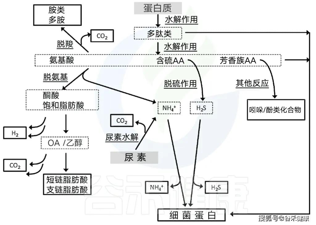 酪氨酸和色氨酸)可以发酵成苯基丙醇代谢物,苯乙酸和4-羟基苯乙酸