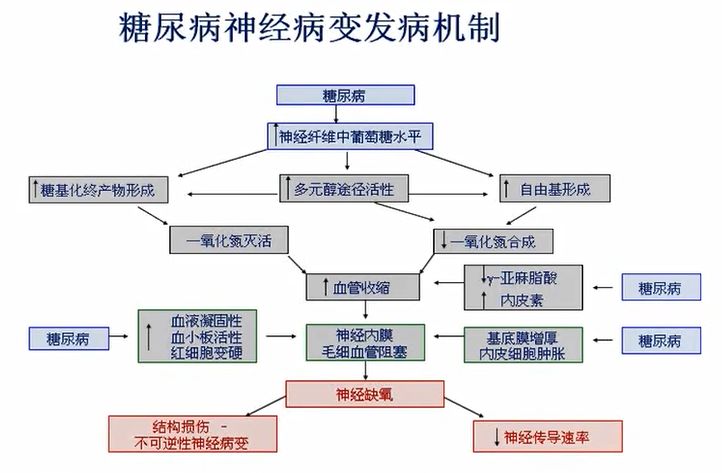 二,糖尿病神經病變發病機制一,神經解剖結構是糖尿病神經病變的基礎本